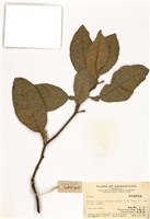 藏品(柑橘屬)的圖片